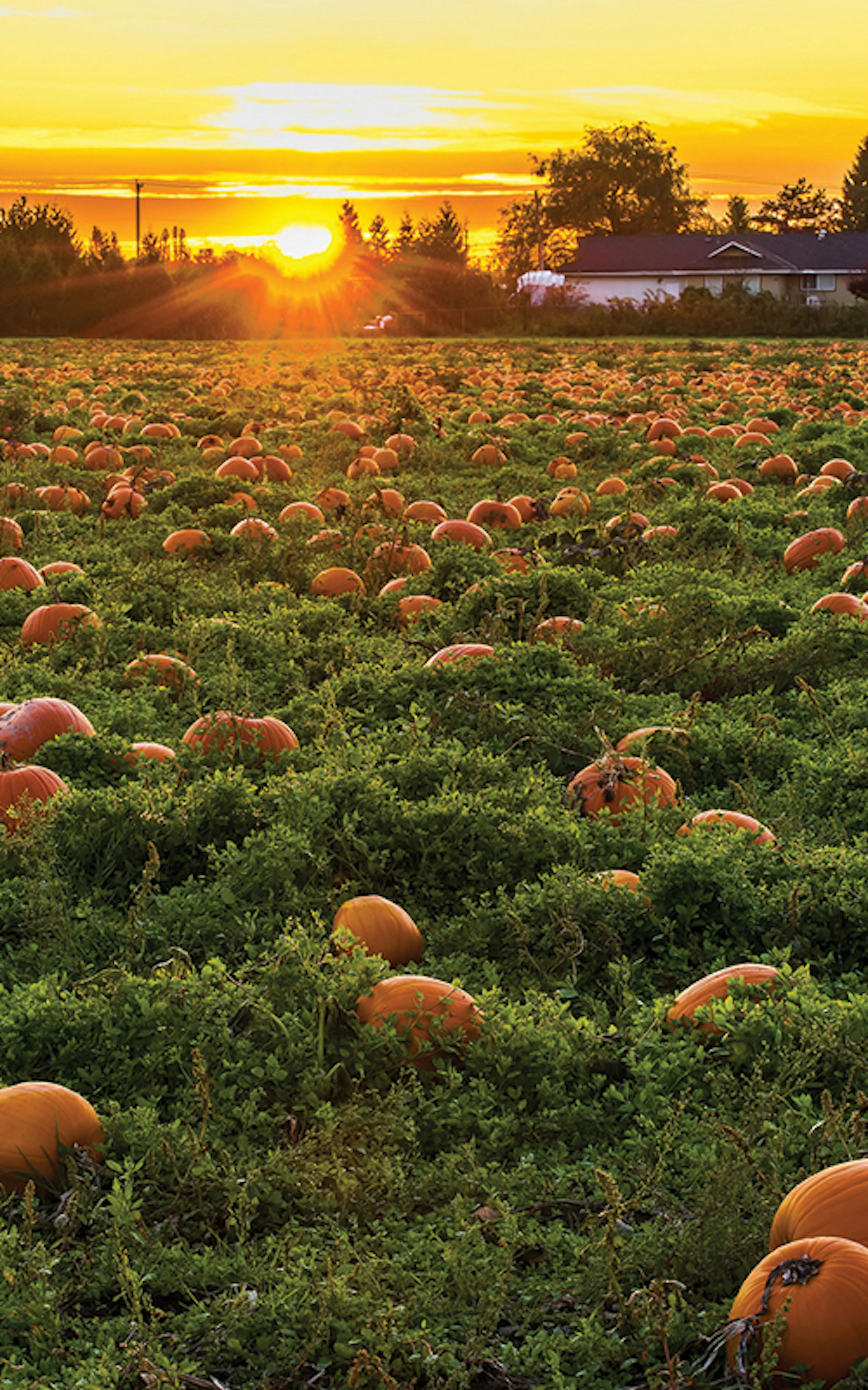 Harvest Towns